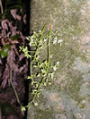 Dysoxylum spectabile 