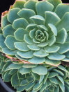 Echeveria elegans 