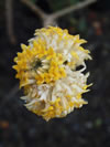 Edgeworthia papyrifera 