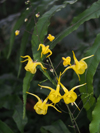 Epimedium davidii 