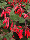 Fuchsia triphylla 'Gartenmeister Bonstedt'