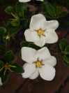 Gardenia augusta 'Fragrant Star'