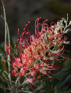 Grevillea  'Ned kelly'