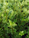 Griselinia littoralis 'Broadway Mint'