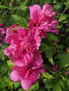 Hibiscus syriacus 'Collie Mullens'