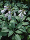 Hosta  'Halcyon'
