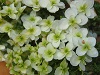 Hydrangea  'Snowflake'