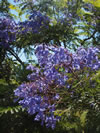 Jacaranda mimosaefolia. 