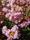 Lagerstroemia indica 'Soil d'Oir'