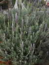 Lavandula dentata 