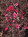 Leptospermum  'Electric Red' PVR