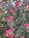 Leptospermum scoparium 'Red Damask'