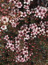 Leptospermum scoparium 'Tui'