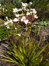 Libertia grandiflora 