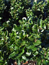 Ligustrum japonicum 'Rotundifolium'