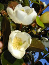 Michelia yunnanensis 'The Oracle'