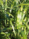 Miscanthus sinensis 'Zebrinus'