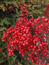 Nandina domestica 'Richmond'