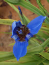 Neomarica caerulea 