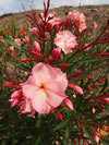 Nerium oleander 'Mrs F. Roeding'