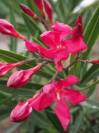 Nerium oleander 'Ruby Lace'