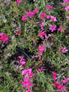 Phlox subulata 'Scarlet Flame'