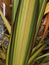 Phormium cookianum ssp, hookeri 'Cream Delight'