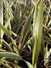 Phormium cookianum ssp, hookeri 'Tricolor'