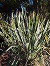 Phormium tenax 