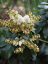 Pieris  'Brixton Bonfire'