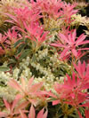 Pieris japonica 'Flaming Silver'