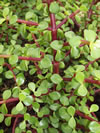 Portulacaria afra 