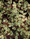 Portulacaria afra 'Variegata'