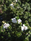 Prostanthera cuneata 