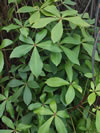Pseudopanax lessonii 