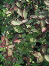Pseudowintera colorata 