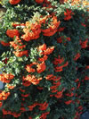Pyracantha  'Orange Glow'