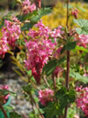 Ribes laurifolium 