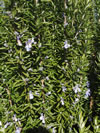 Rosmarinus officinalis 'Tuscan Blue'