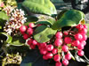 Skimmia japonica 