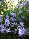 Syringa xlaciniata 