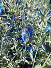 Teucrium fruiticans 'Azure'