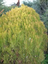 Thuja orientalis 'Aurea Nana'