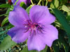 Tibouchina grandiflora. 