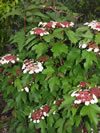 Viburnum sargentii 'Onondaga'