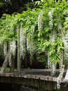 Wisteria floribunda 'Snow Showers'