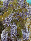 Wisteria hybrid 'Caroline'