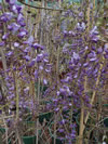 Wisteria sinensis 'Amethyst'