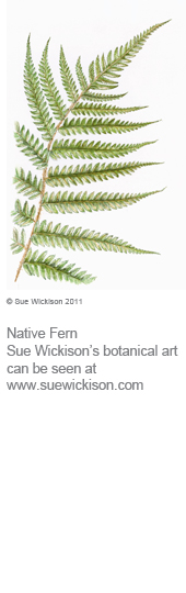 Native Fern