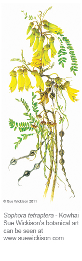 Sophora